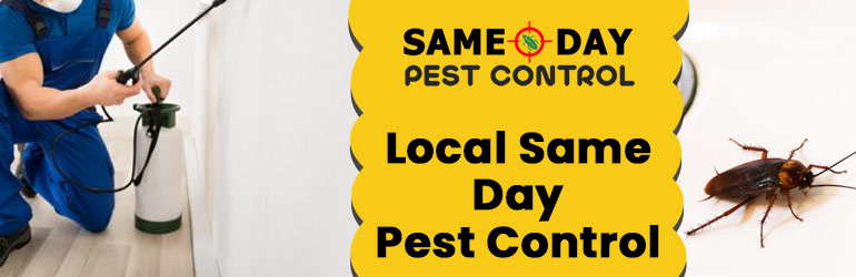 Local Same Day Pest Control