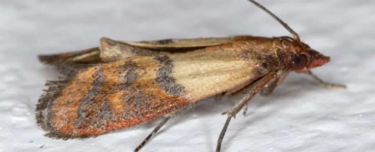 moth control perth