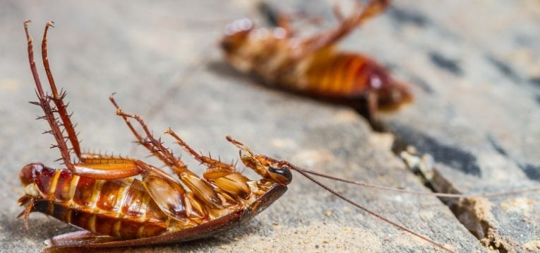 Do Cockroaches Carry Disease?